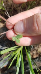 Trifolium microcephalum