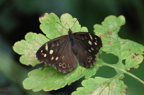 Speckled Wood