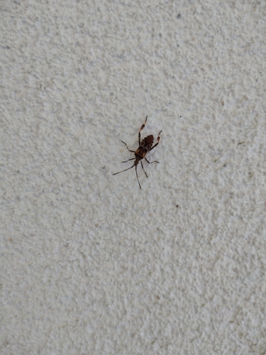 Western Conifer Seed Bug