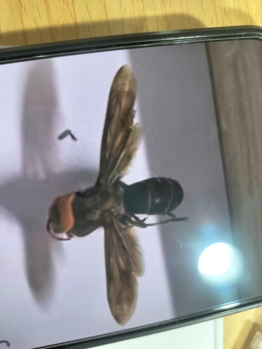 Asian Giant Hornet