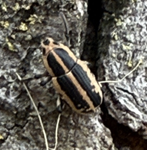 Speckled Clown Weevil