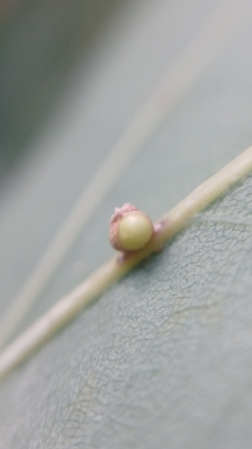 Oyster Gall Wasp