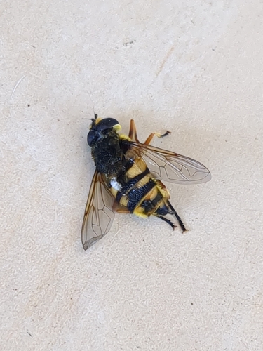 Yellow-haired Sun Fly
