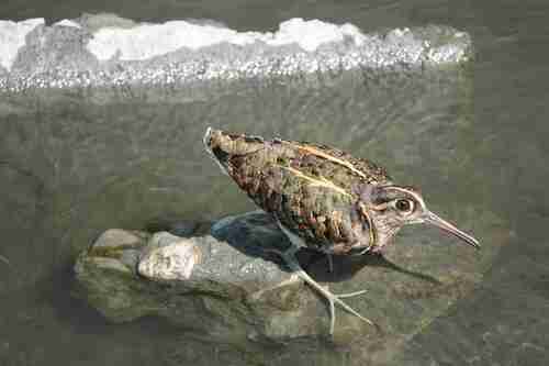 Greater Painted-Snipe