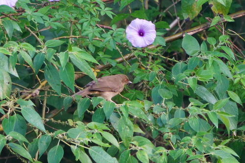 Pycnonotus brunneus observed 2026-08-21