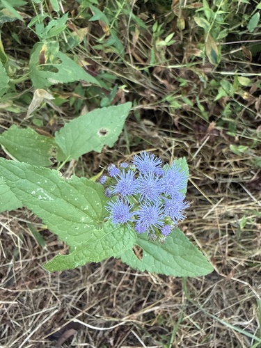 blue mistflower