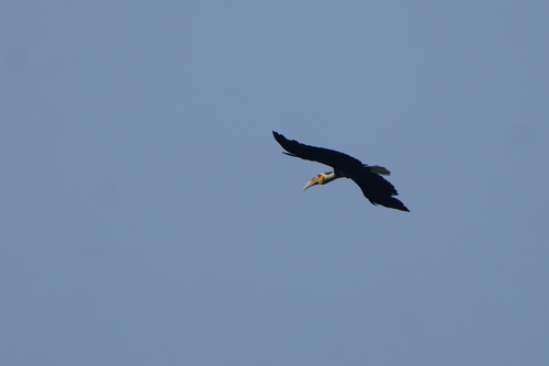 Wreathed Hornbill