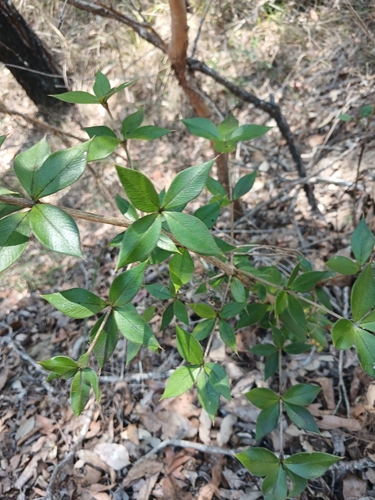 Alyxia ruscifolia