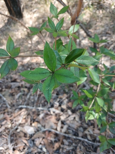 Alyxia ruscifolia, photograph 2