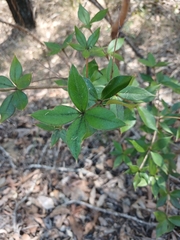 author not stated, no rights reserved Alyxia ruscifolia, photograph author not stated, no rights reserved