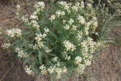 Astragalus adanus