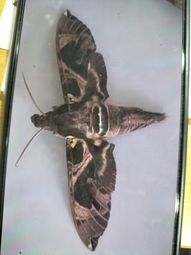 Jade Hawkmoth