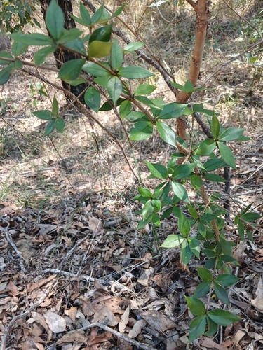 Alyxia ruscifolia, photograph 3