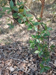 author not stated, no rights reserved Alyxia ruscifolia, photograph author not stated, no rights reserved