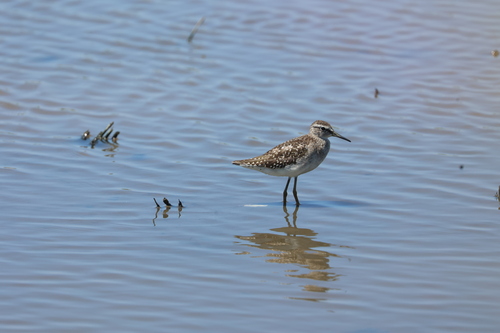 Wood Sandpiper