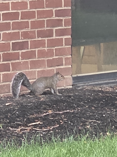 Eastern Gray Squirrel