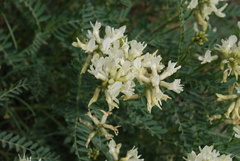 Astragalus adanus
