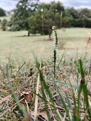 Autumn Ladies' Tresses