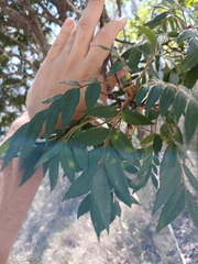 Jagera pseudorhus, photograph author not stated, no rights reserved