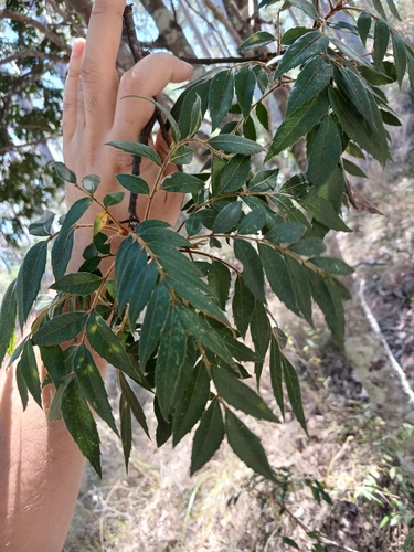 Jagera pseudorhus, photograph 3
