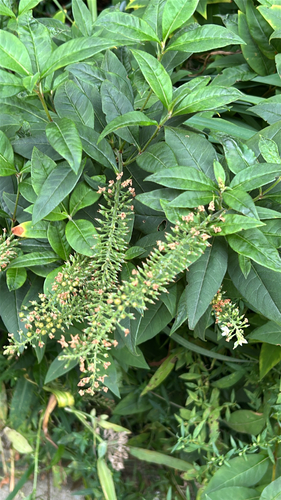 Lysimachia clethroides observed 2026-09-21