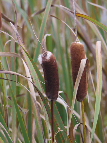 broadleaf cattail