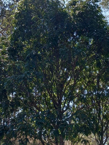 Jagera pseudorhus, photograph 4