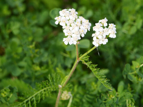 common yarrow
