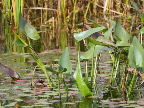 pickerelweed