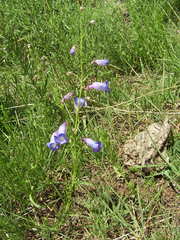 Penstemon dasyphyllus