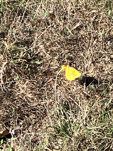 Clouded Yellow