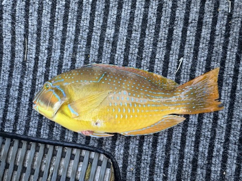 Bluespotted Tuskfish