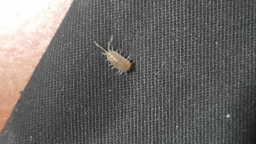 Powder Blue Isopod