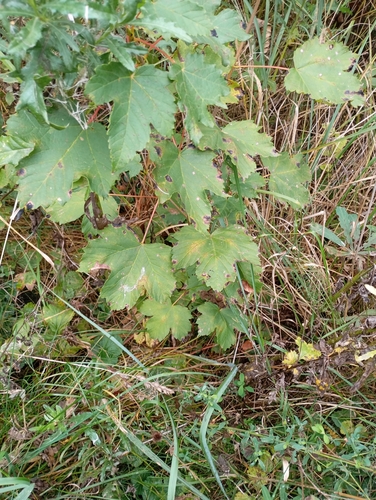 sycamore maple