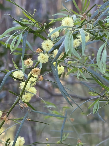 Acacia stictophylla