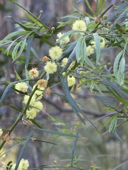 Acacia stictophylla