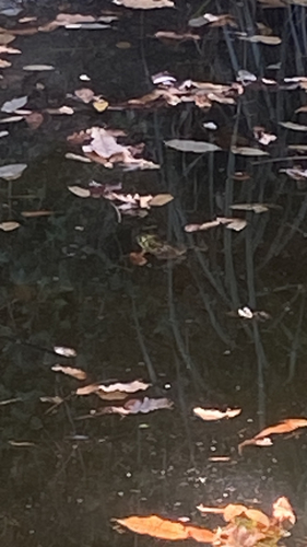 Iberian Green Frog