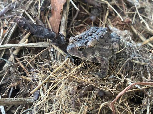 American Toad