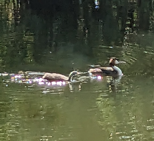 Great Crested Grebe