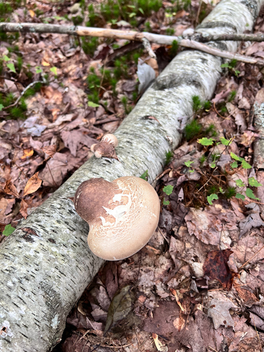 birch polypore