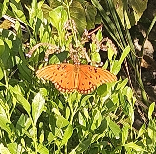 Gulf Fritillary