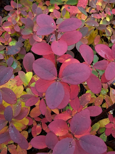 Vaccinium uliginosum, photograph 6