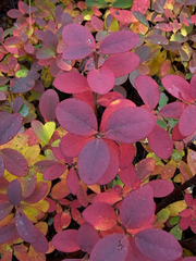 Vaccinium uliginosum, photograph author not stated, no rights reserved
