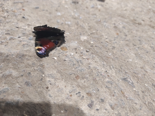 European Peacock Butterfly