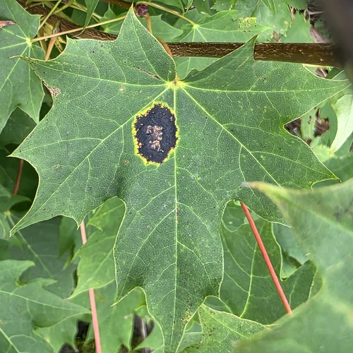 Black Tar Spot