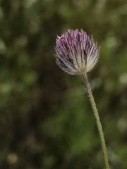 Trifolium albopurpureum