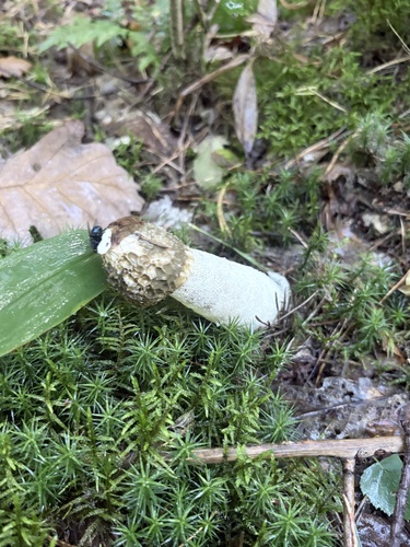 common stinkhorn