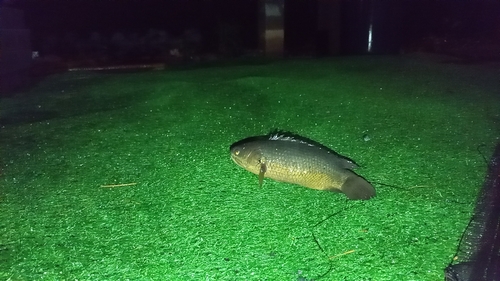 Climbing Perch