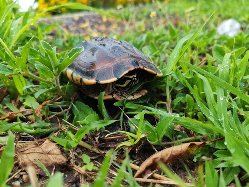 Malayan Snail-eating Turtle