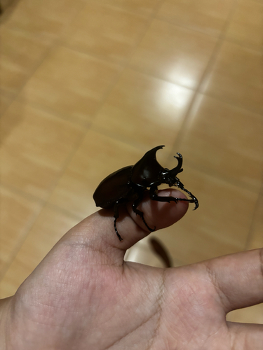 Siamese Rhinoceros Beetle